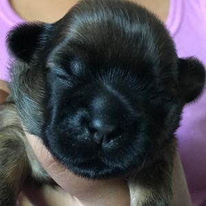 Meet your Posher, Delores